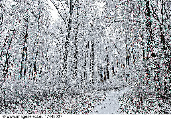 path at frosty German forest in Lower Saxony