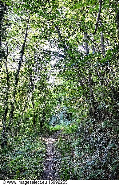 Path Between the chestnut and birch forest of Har?a in Lena  Asturias  Spain