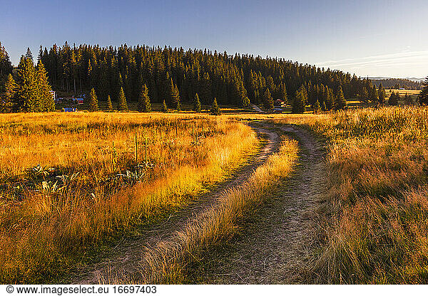 Path through a sunny meadow
