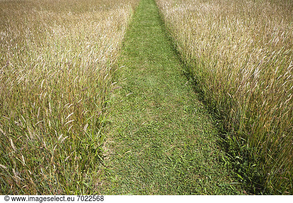 Path Through a Wheat Field