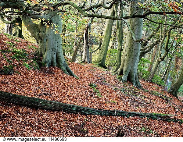 Path through Autumn Trees in Skrikes Wood near Pateley Bridge North Yorkshire England.