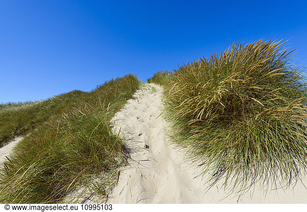 Path through Dunes to Beach  Klitmoller  North Jutland  Denmark
