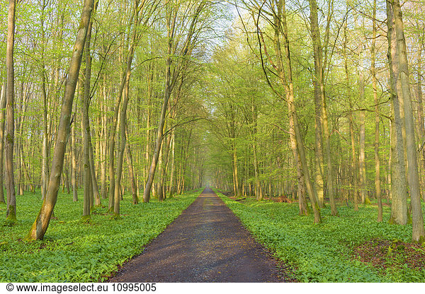 Path through European Beech (Fagus sylvatica) Forest  Hesse  Germany