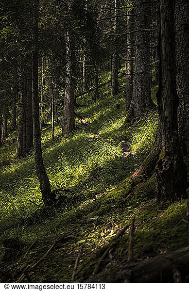 Path through forest,  Karwendel,  Tyrol,  Austria