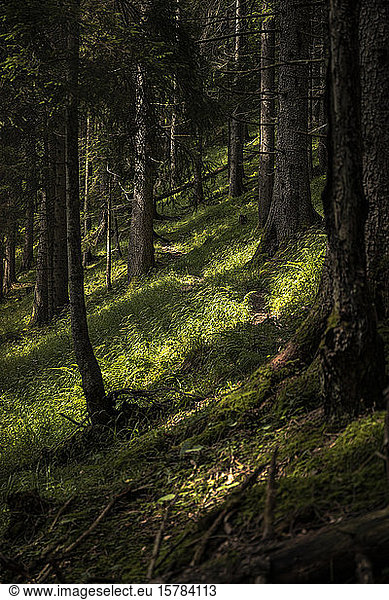 Path through forest  Karwendel  Tyrol  Austria
