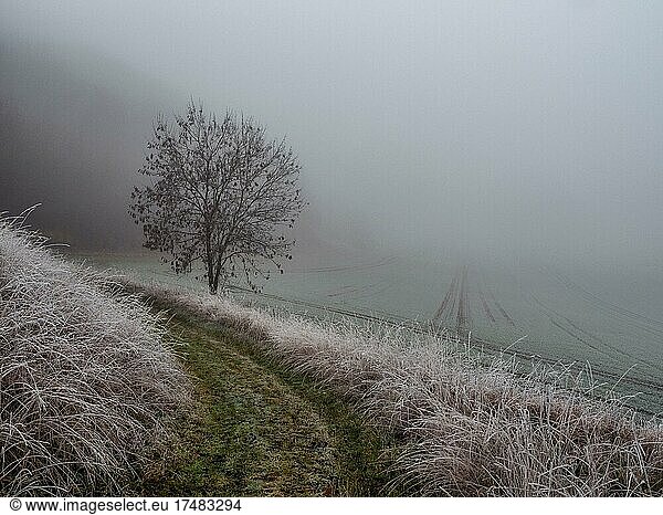 Path through hoarfrost-covered fields in the fog in Thuringia near Erfurt