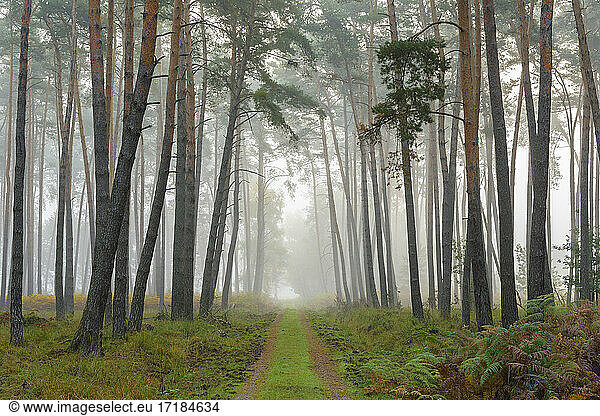 Path through pine forest on misty morning  Hesse  Germany  Europe