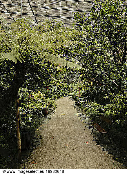 Pathway in Estufa Fria Botanic Gardens