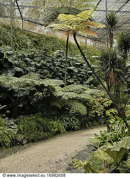 Pathway in Estufa Fria Botanic Gardens