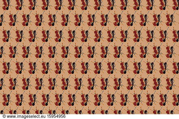 Pattern of ants against brown background