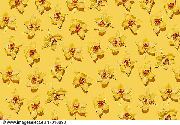 Pattern of heads of yellow blooming orchids