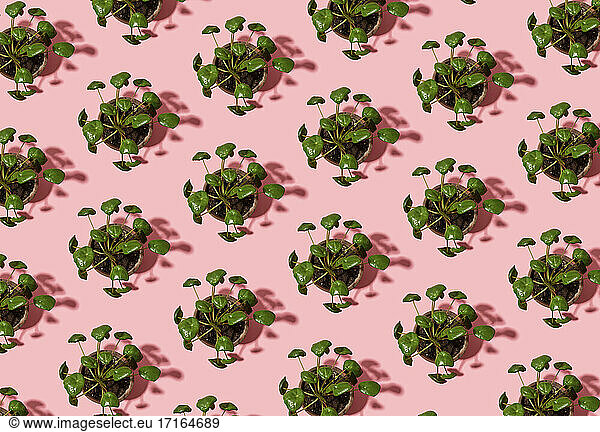Pattern of potted Chinese money plants (Pilea peperomioides)