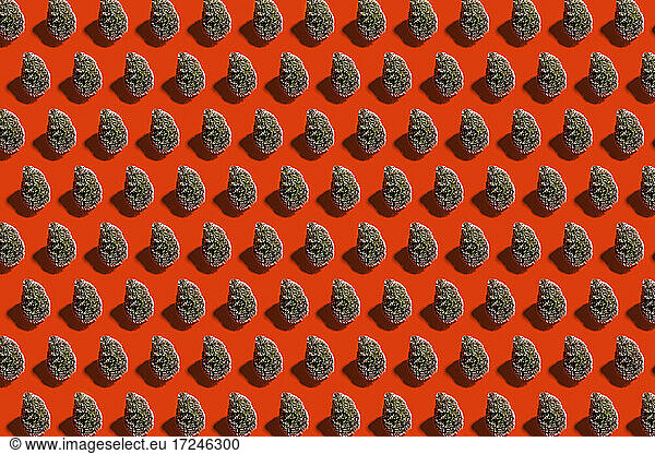 Pattern of rows of coniferous trees standing against red background