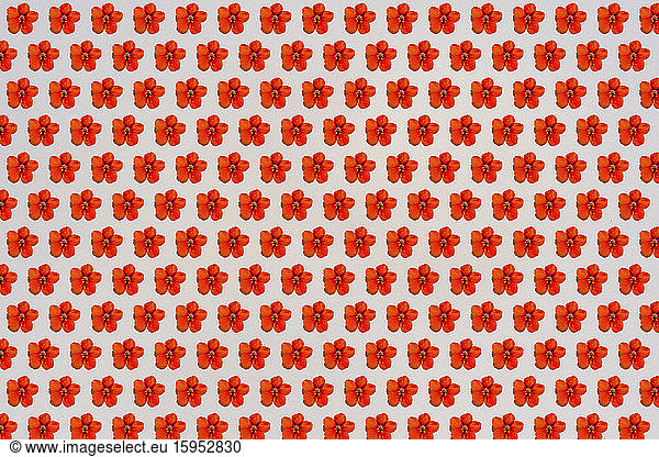 Pattern of rows of red flower heads