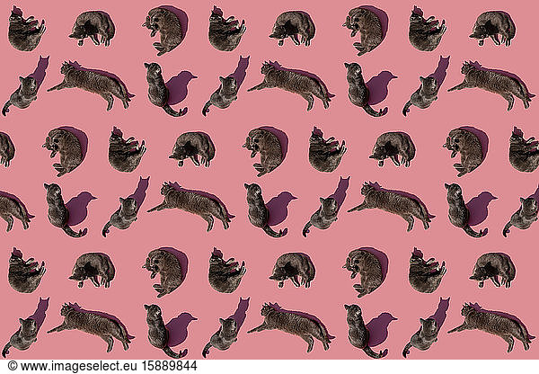 Pattern of Russian Blue cats against pink background