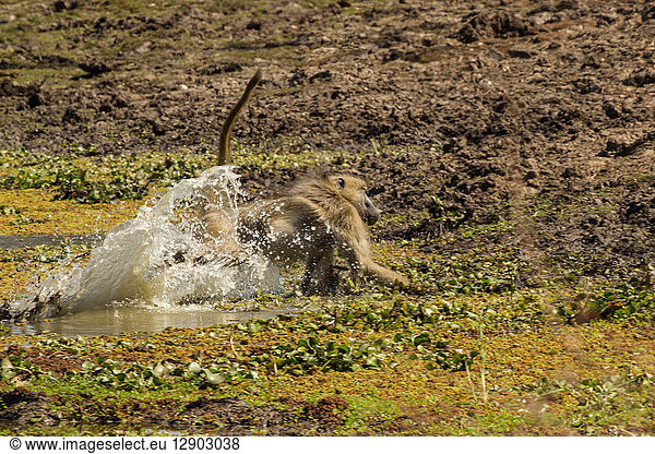 Pavian (Papio cynocephalus ursinas)  Mana-Pools  Simbabwe