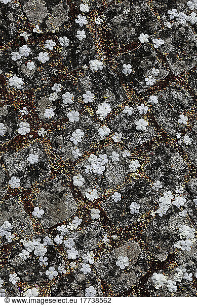 Paving stones covered in white petals