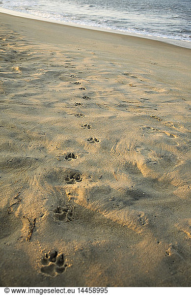 Paw Prints In The Sand