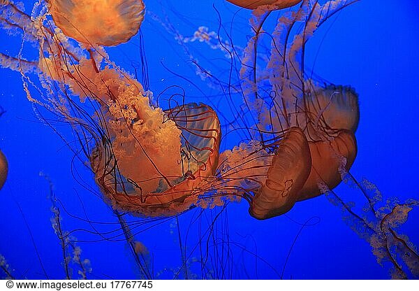 Pazifische Kompassquallen (Chrysaora fuscescens)  Monterey  Kalifornien  Nordamerika  USA  Nordamerika