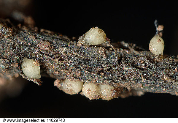 Pea cyst nematode (Heterodera gottingiana)