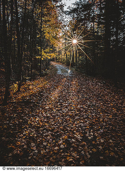 Peaceful gravel road in Maine woods on crisp fall autumn morning
