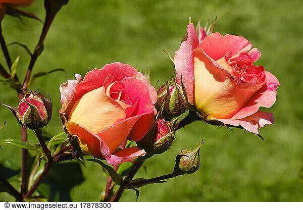 Peach colored roses blooming in spring