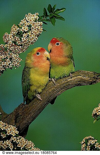 Peach-faced Lovebirds (Agapornis roseicollis) (Africa) (bird) (birds) (parrots) (parrots) (lovebirds) (animals) (outside) (outdoor) (branch) (frontal) (head-on) (from front) (adult) (pair) (pair) (two) (affection) (affection) (trust) (trust) (confidence)