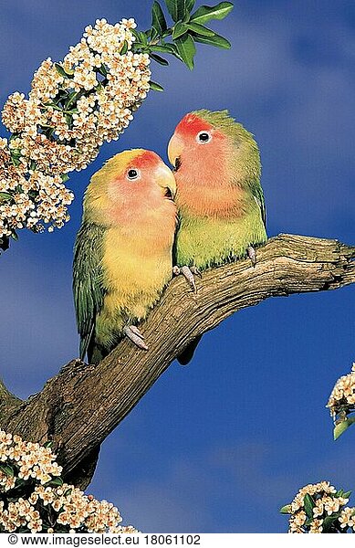 Peach-faced Lovebirds (Agapornis roseicollis) (pet) (parrots) (parrots) (animals) (bird) (birds) (lovebirds) (outside) (outdoor) (branch) (adult) (pair) (pair) (couple) (two) (affection) (affection)