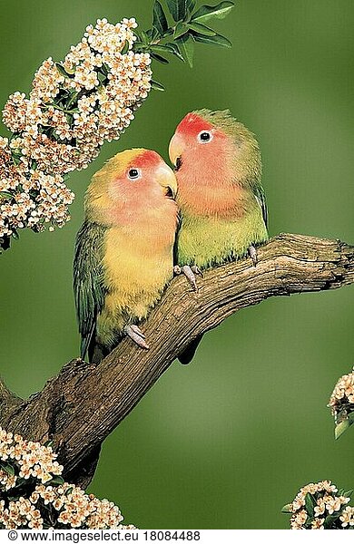 Peach-faced Lovebirds (Agapornis roseicollis) (pet) (parrots) (parrots) (lovebirds) (bird) (birds) (animals) (outside) (outdoor) (branch) (adult) (pair) (pair) (couple) (two) (affection) (affection)