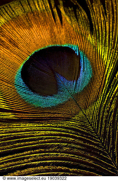 Peacock feather detail.