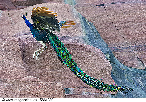 Peacock jumping in a rock