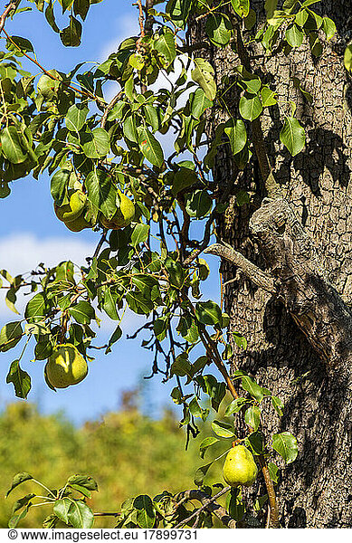 Pear fruits growing on tree in orchard on sunny day