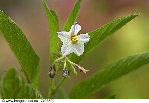Pear pepino (Solanum muricatum) Flower Bloom Ellerstadt Germany Germany