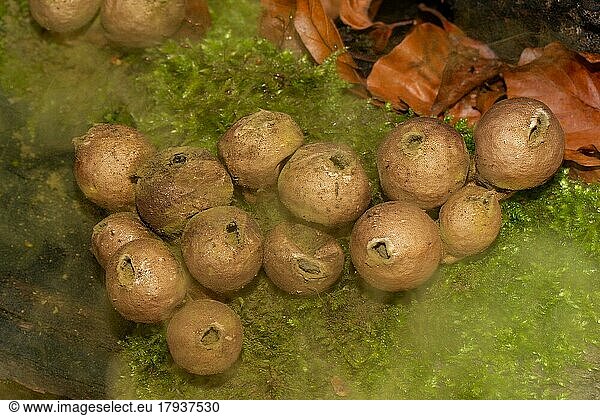 Pear sublimus  pear bovist several spherical brown fruiting bodies next to each other with dusty spore powder