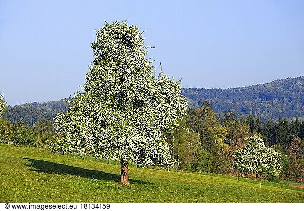 Pear tree in bloom ( Pyrus communis)   pear  pear tree  Switzerland  Europe