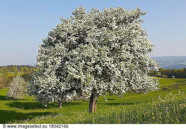 Pear tree  orchard  Deggenhausertal  Baden-Württemberg (Pyrus communis)  pear tree  Germany  Europe