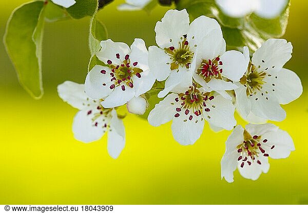 Pear tree  pear blossoms (Pyrus communis)  pear tree  pear  Germany  Europe
