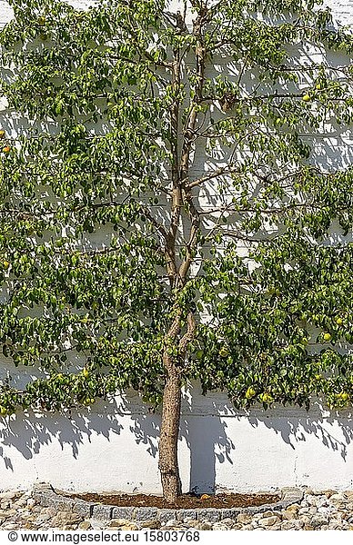 Pear treean Pear (Pyrus communis)  espalier fruit on house wall  Taufkirchen an der Vils  Upper Bavaria  Bavaria  Germany  Europe