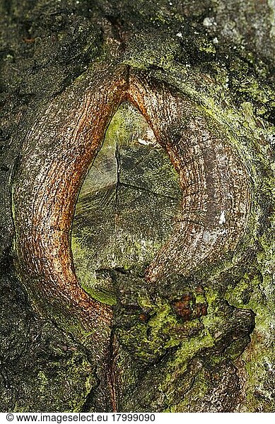 Pedunculate Oak (Quercus robur)  bark  Lower Saxony  Germany  Europe
