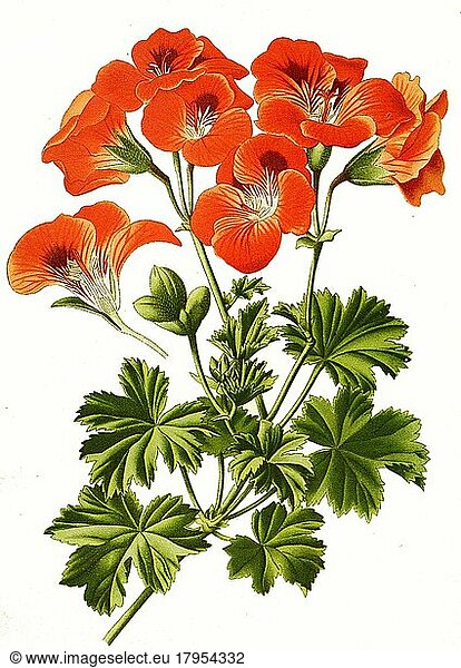 Pelargonium grandiflorum  Pelargonie  digital  restaurierte Reproduktion einer Vorlage aus dem 19. Jahrhundert