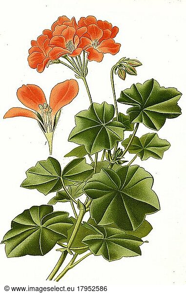 Pelargonium lateripes  Pelargonie  digital  restaurierte Reproduktion einer Vorlage aus dem 19. Jahrhundert