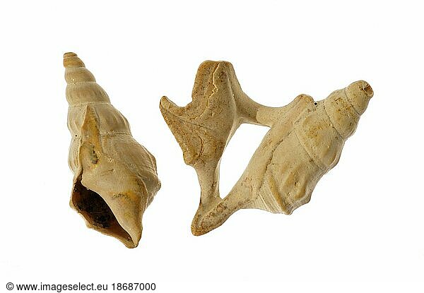 Pelican's foot (Aporrhais pespelecani) (Aporrhais pespelicanis) shells on white background
