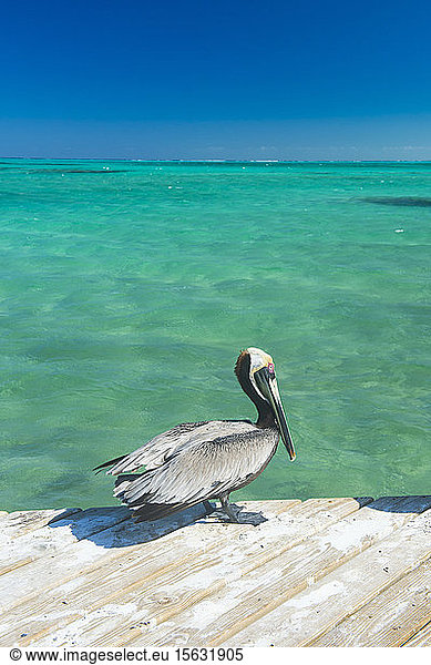 Pelikan auf Pier über dem Meer vor klarem blauen Himmel  Providenciales  Turks- und Caicos-Inseln