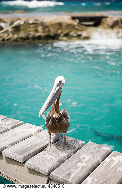 Pelikan  Curacao  Antillen
