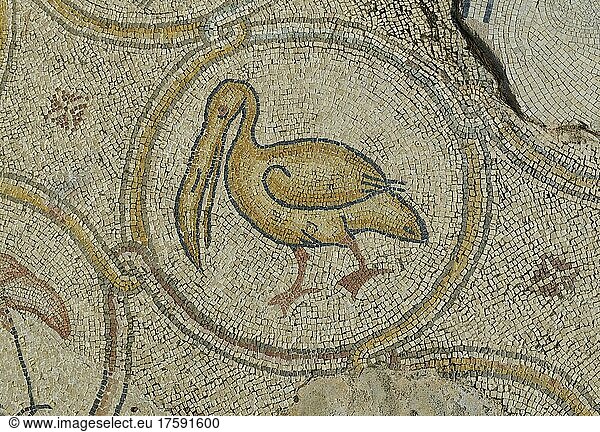 Pelikan  Haus der Vogelmosaike  Ausgrabungsstätte Cäsarea  Israel  Asien