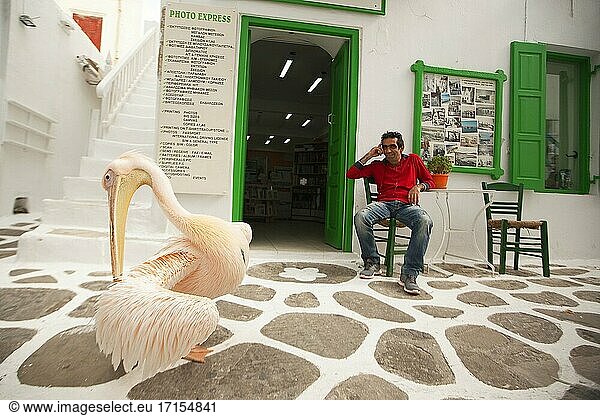 Pelikan Petros  das Maskottchen der Stadt  vor den Geschäften im Stadtzentrum  Insel Mykonos  Kykladen  Griechische Inseln  Griechenland  Europa.
