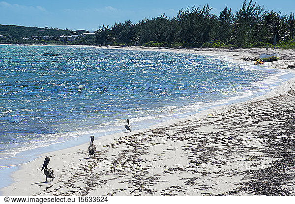 Pelikane am Strand gegen den Himmel am sonnigen Tag  Providenciales  Turks- und Caicos-Inseln