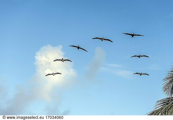 Pelikane fliegen in V-Formation.
