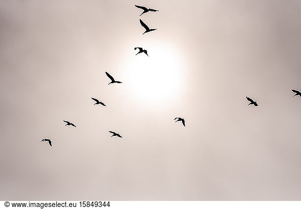 Pelikanschwarm  der sich durch Nebel gegen die Sonne abschirmt