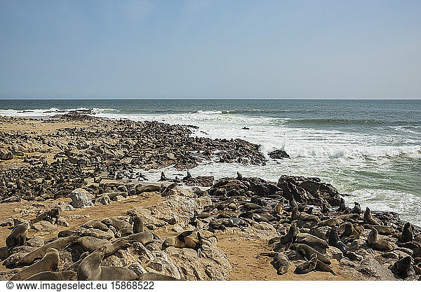Pelzrobben in der Cape Cross Robbenkolonie Skelettküste; Namibia